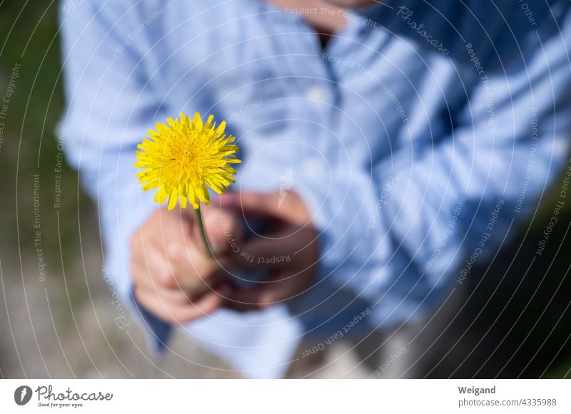 Child with flower as a gift Flower Blossom Dandelion Mother's Day Gratitude Gift cheerful Toddler Summer Optimism Joy Easter Spring Yellow