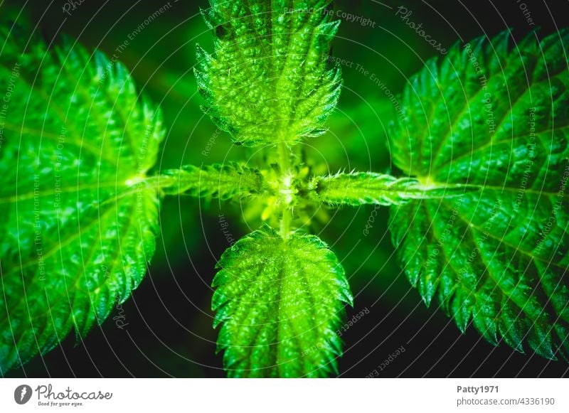 Stinging nettle. Macro shot from above stinging nettle Plant Nature Green Leaf Macro (Extreme close-up) TopDown Symmetry Shallow depth of field Exterior shot