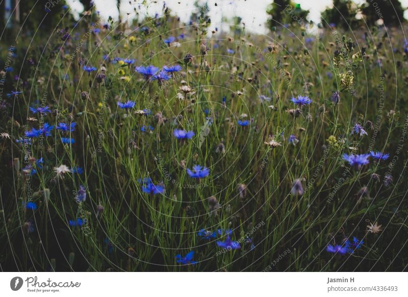 wildflower meadow wild flowers Meadow Nature Blossom Summer Flower Environment Blossoming Flower meadow Plant Meadow flower Wild plant Colour photo Green Day