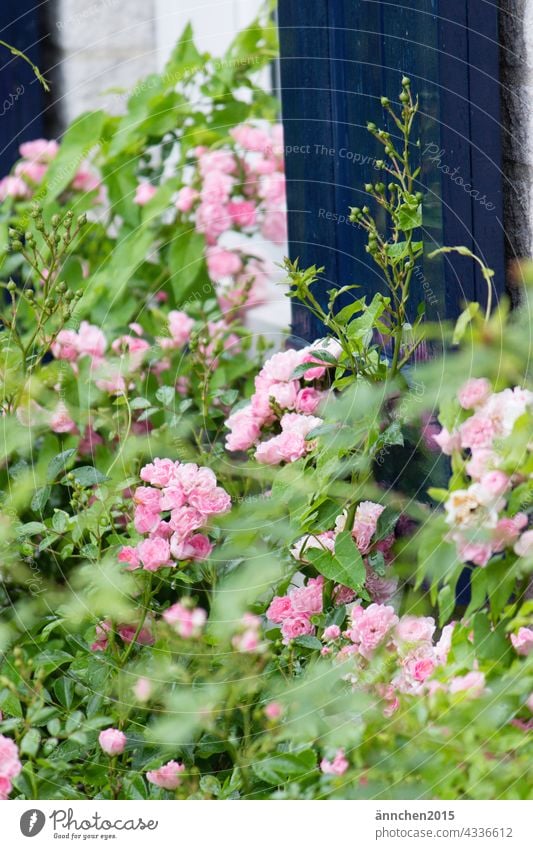 small pink roses in front of a blue door Nature Pink Blue Green flowers blossoms Spring naturally Garden Flower Summer Close-up Plant Blossom Colour photo