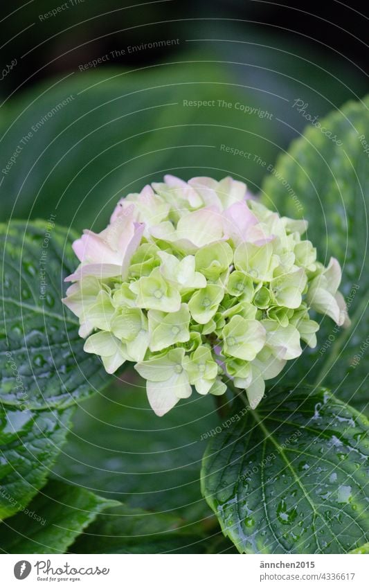 a bright hydrangea flower with green wet leaves Hydrangea Summer Rain Blossom Flower Nature Blossoming raindrops Green Bright Garden Plant Colour photo Close-up
