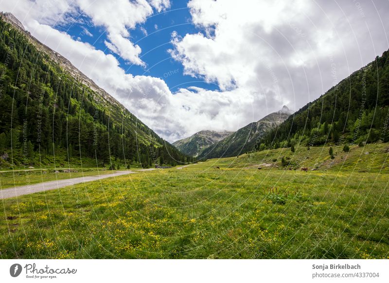 Landscape in the Zillertal Alps ind Austria, Tyrol mountains Peak meadows cattle cows graze Green panorama Deserted vacation holidays Trip Hiking Climbing