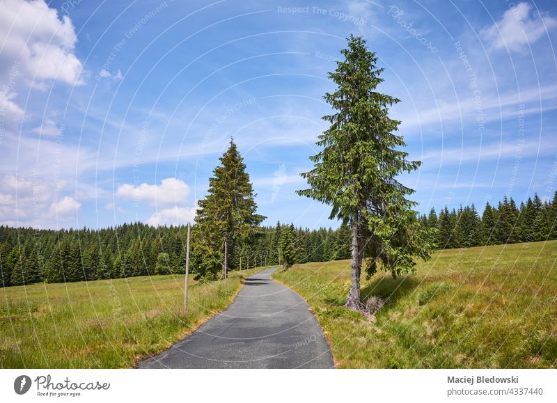 Asphalt road in Izera Mountains on a sunny summer day, Poland. mountains nature forest landscape Jizera meadow travel trip adventure outdoors tree green