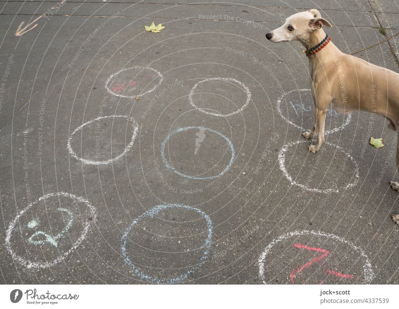 drawn & painted | heaven and hell a bouncing game for the dog Dog Playing Pet Greyhound Whippet Chalk drawing Asphalt Ground hopscotch Digits and numbers