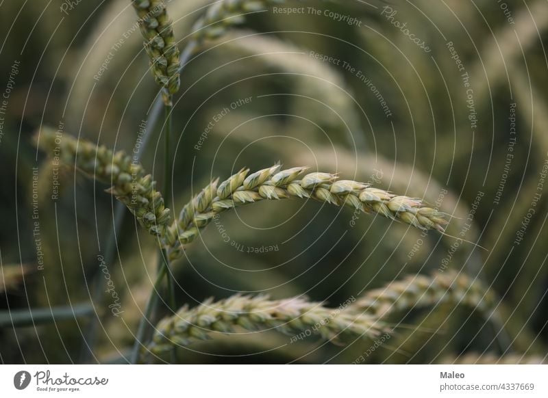 Background from green ears of wheat field agriculture background grain harvest nature summer farm agricultural food grow natural plant rural season seed bread