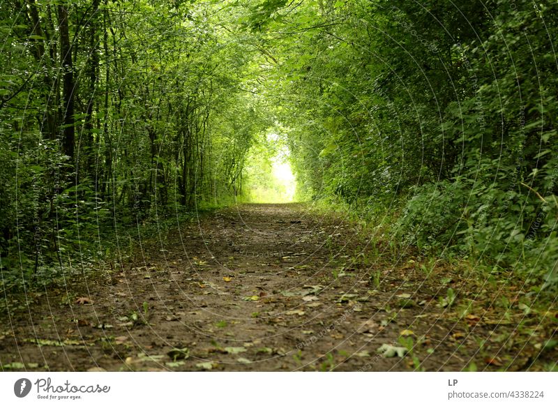 tunnel through trees in the wood Tunnel Portal Park Wood Hedge Green Alley Passage Arch Forest Row Plant Nature rural scene Landscape Contrast Light Sunlight