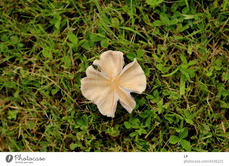 mushroom on a backgroun of green grass Contrast Deserted Structures and shapes Abstract Experimental Close-up Exterior shot Subdued colour Colour photo