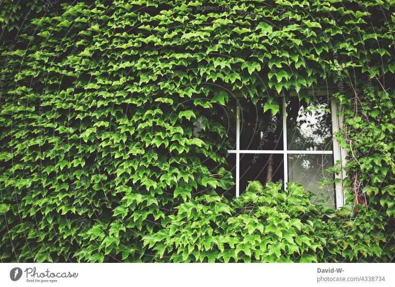 overgrown house - ivy on house wall House (Residential Structure) Window Facade Nature Building Ivy Architecture Green befallen tight gobbled