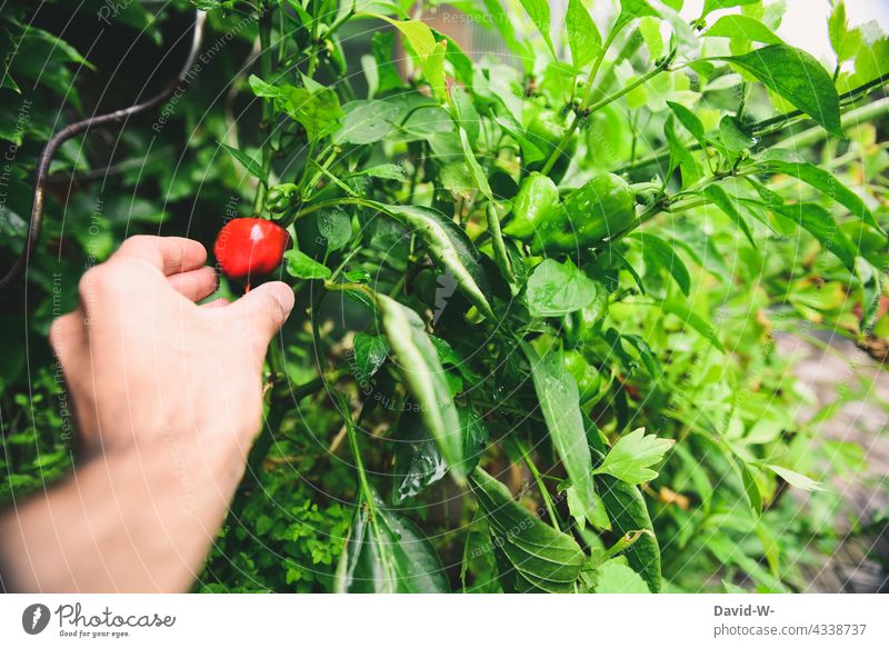 Man picking a pepper from his own garden Garden Vegetable Extend Pepper Pick salubriously Food Harvest Organic produce Delicious hobby gardeners Healthy Eating