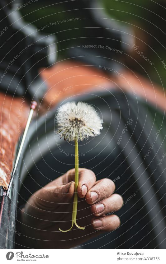 look what I found Dandelion dandelion seed Holding a dandelion Flower Plant Nature Seed Hand Close-up Wild plant weeds Delicate