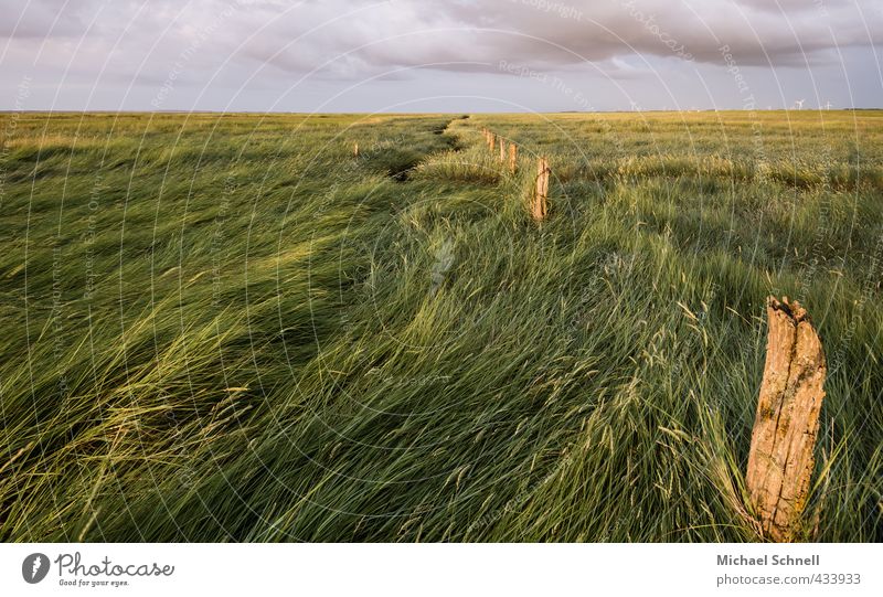 East Frisian grasses Landscape Plant Sky Summer Climate Grass Meadow Infinity Environment Far-off places Rough Wind Gale East Frisland Colour photo