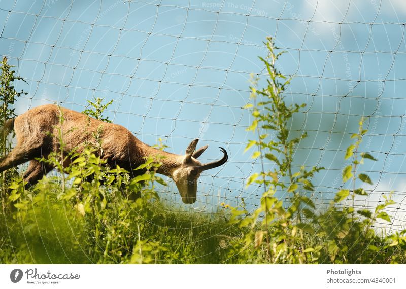 Chamois running along a fence Animal portrait Copy Space top Exterior shot Iron blue Sky blue Freedom Observe Vantage point 1 Colour photo Day Wild animal