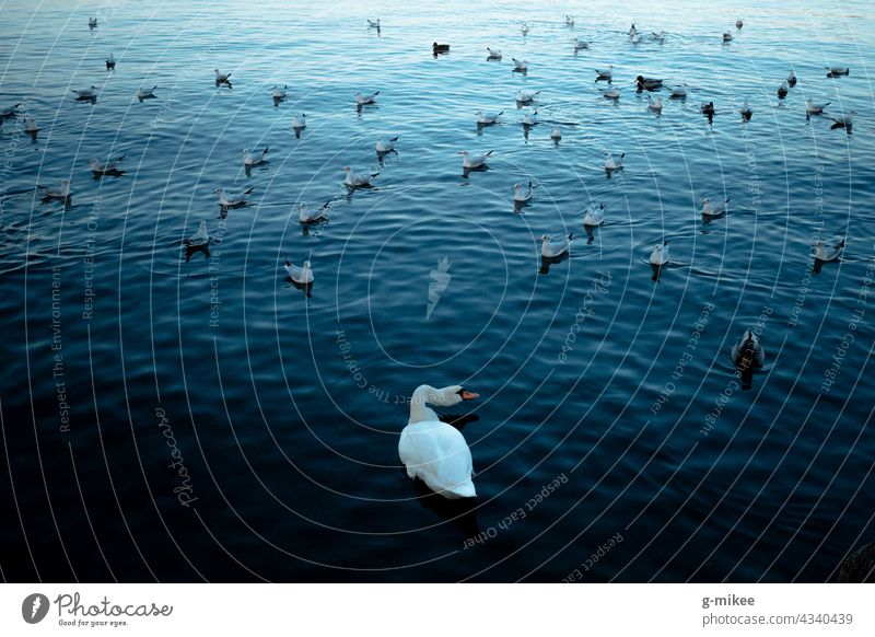 Swan at the lake Lake Blue Gull birds Water Nature White Exterior shot Float in the water Animal Elegant