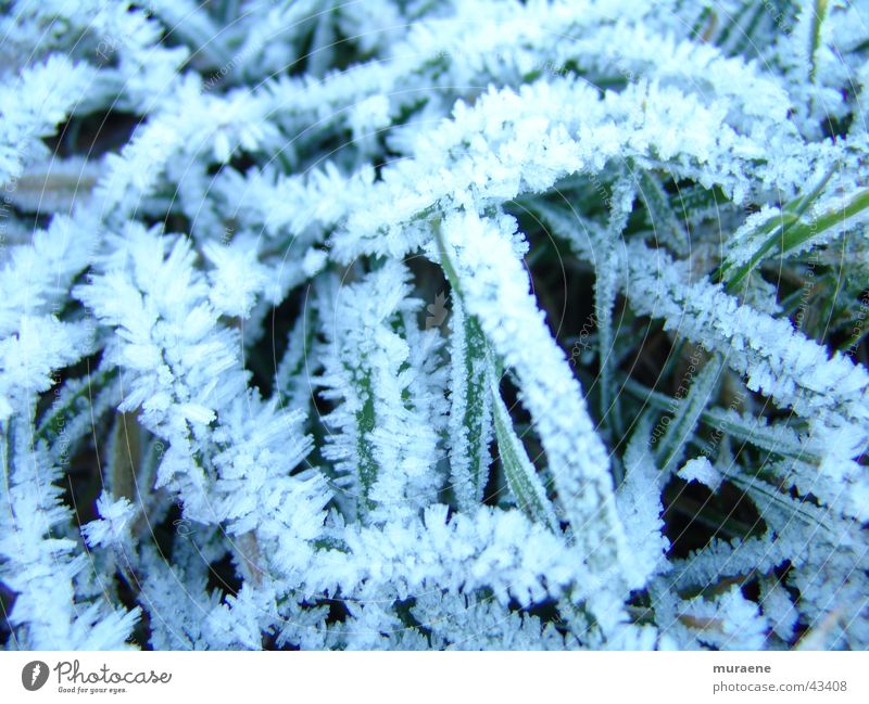 hoarfrost Grass Winter Hoar frost Macro (Extreme close-up) rigor Snow