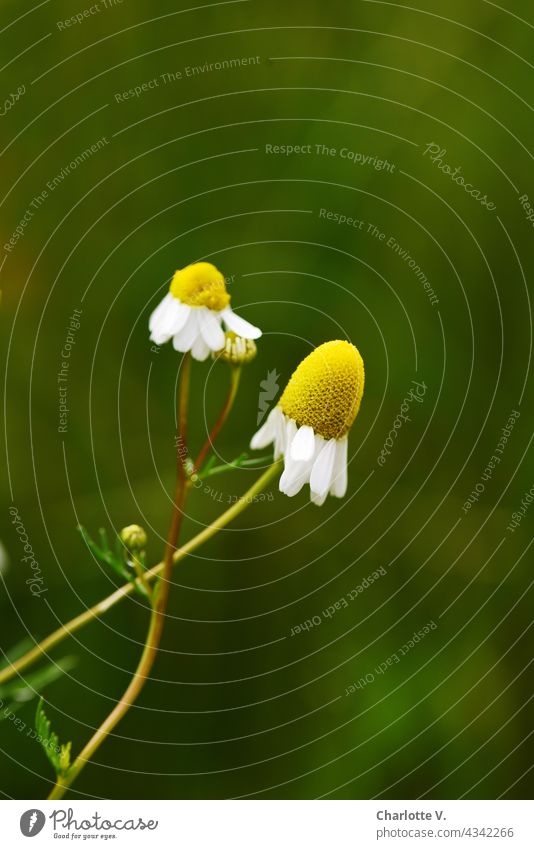 chamomile Chamomile Camomile blossom Plant Nature Flower Blossom Summer Day Exterior shot Colour photo Blossoming Deserted Yellow Green White Fragrance