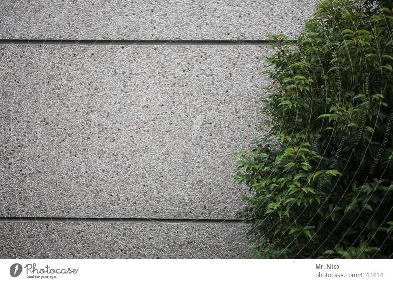 Green plant in front of concrete wall Concrete wall Gloomy Building Facade Plant Growth greening Gray Foliage plant Wall (building) Environment Seam