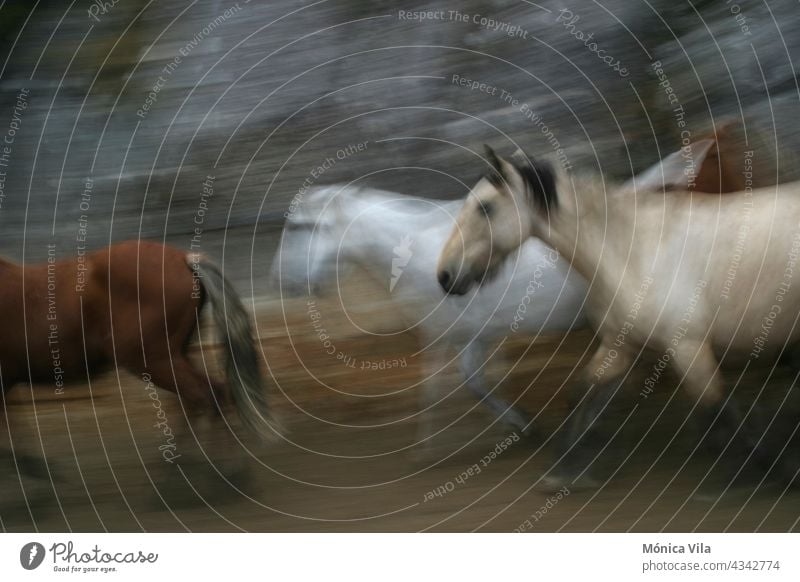 Three wild horses running in the enclosure of the Rapa das Bestas de Carballeda de Avia. A cultural and tourist tradition that consists of cutting the manes of horses in a space called "curro".