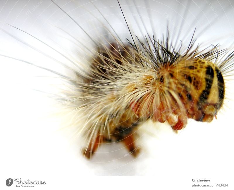 Look at this. Gypsy moth Insect Moth Color gradient Animal Macro (Extreme close-up) Close-up Caterpillar Bright sponge crank hair insects colour tone animals