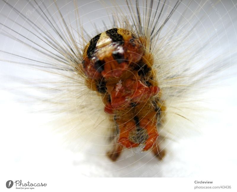 Laugh a minute Gypsy moth Insect Moth Color gradient Animal Macro (Extreme close-up) Close-up Caterpillar Bright sponge crank hair insects colour tone animals