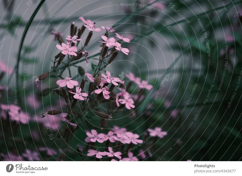 Delicate pink wildflowers by the wayside Pink plants blossoms Blossom Nature naturally Spring Flower blurriness blurred Blossoming Plant Colour photo Close-up