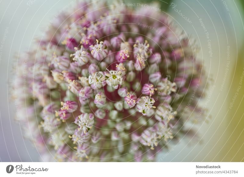 pink leek flower, close up look extreme close up round seed harvest garden agriculture nature green vegetable product cute ecological detail shot white plant