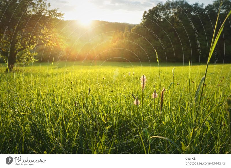 playground Meadow Landscape Back-light fragrant Hope naturally Pure Idyll Ease blossom Growth Colour photo Beautiful weather Bright luminescent Evening Peaceful