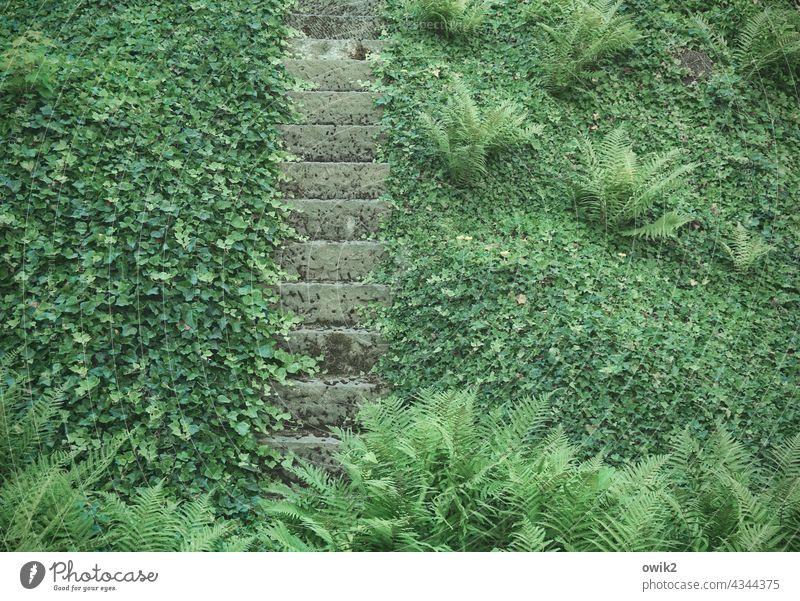 Carpeting Stairs Ivy Manmade structures Firm Detail Long shot Colour photo Overgrown Deserted Fairytale landscape Promenade Vintage Transience Idyll Historic