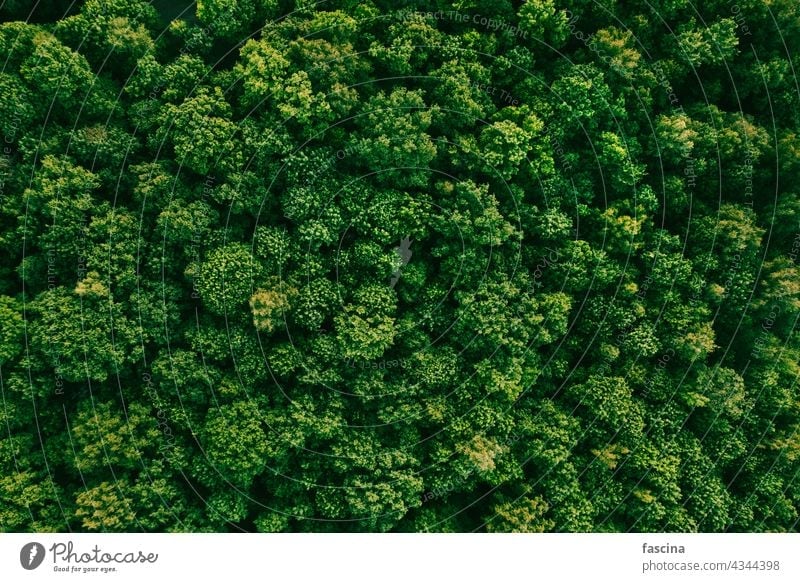 Summer in deciduous forest aerial top view park trees green summer nature natural treetops above texture landscape evening cloudy environment woods drone flight