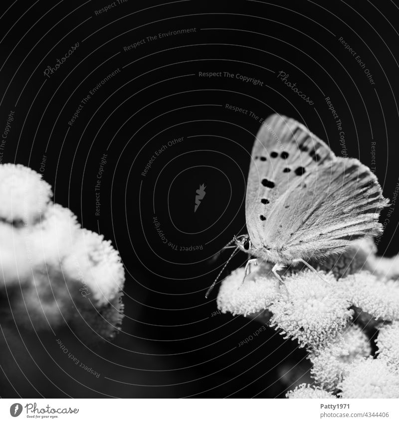Schmmetterling sitting on a flower. Black and white macro shot Butterfly Insect Animal Blossom fauna flora Grand piano Profile Macro (Extreme close-up)
