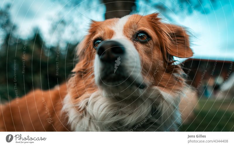 Cute dog Ebbi dreaming around Animal Animal portrait Pet Exterior shot Love of animals Shallow depth of field Colour photo Animal face Looking Observe Curiosity