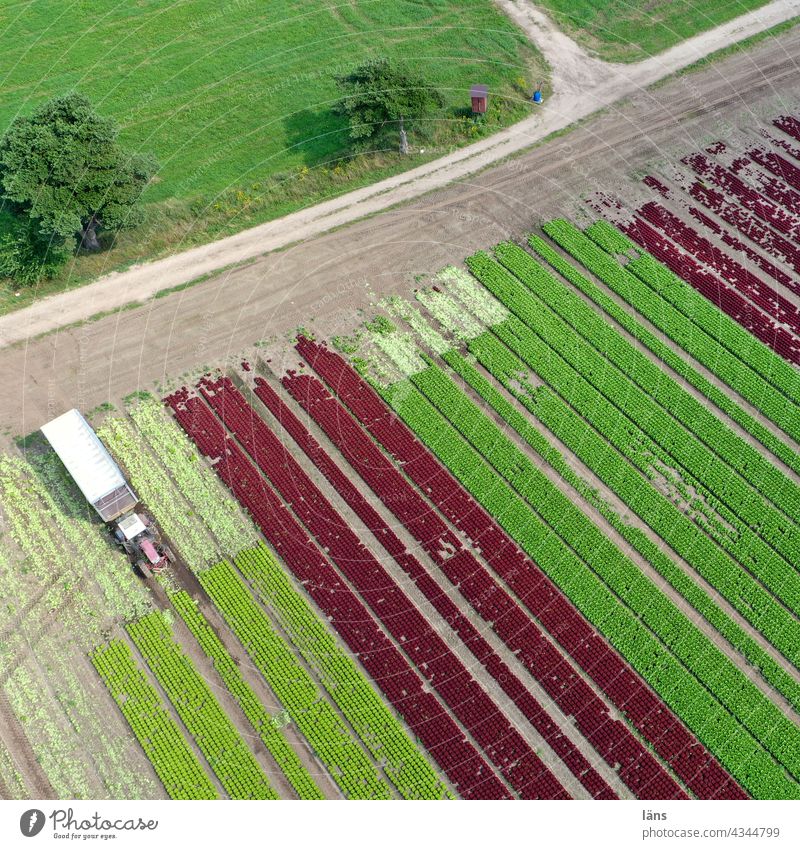 Lettuce Growing Irrigation Cultivation of lettuce Agriculture Exterior shot Field Growth Deserted Agricultural crop Nutrition Bird's-eye view UAV View Striped