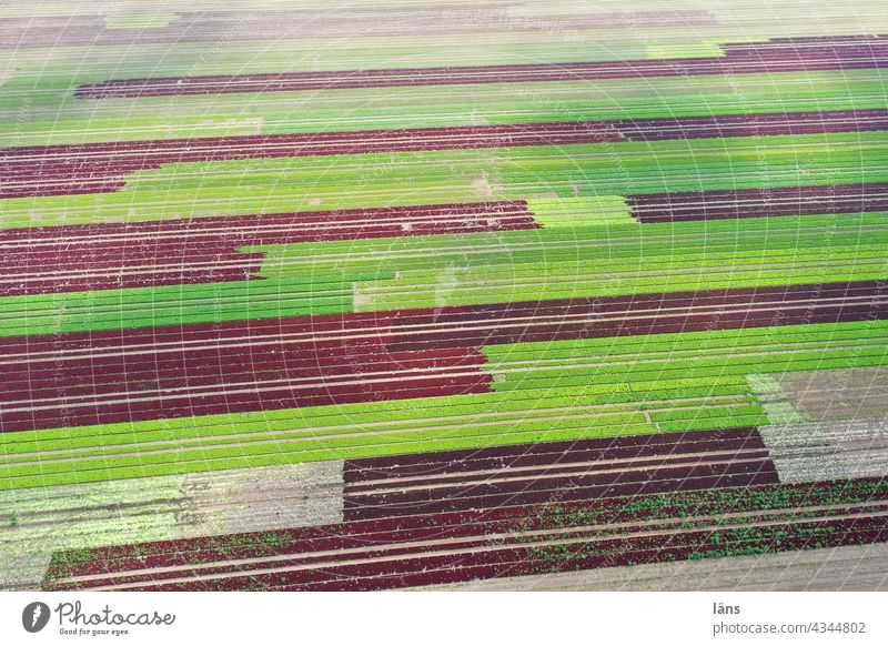 Lettuce Growing Salad cultivation Agriculture Rural Field Landscape Striped Green Decompose Aerial photograph droning