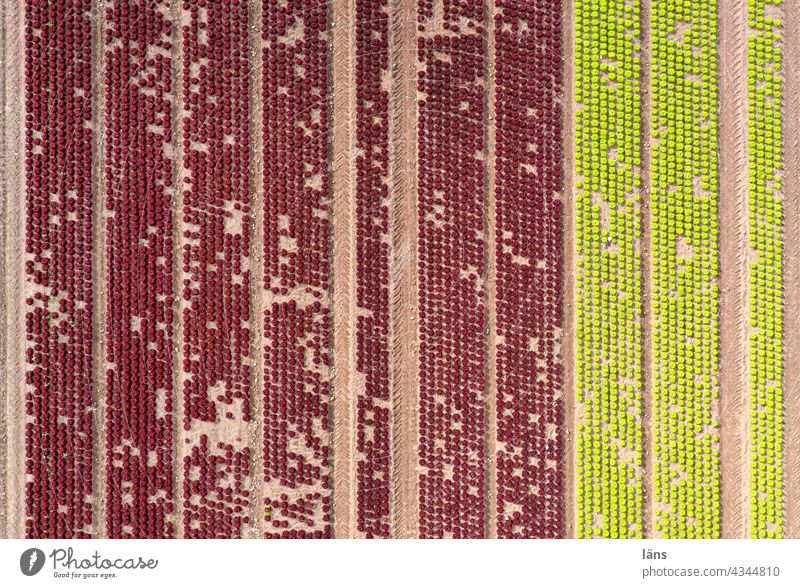 Agricultural area Agriculture Food Plant Aerial photograph Line Row Striped wax Vegetable Colour photo Green Nutrition Lettuce more vegan Growth Farm Organic