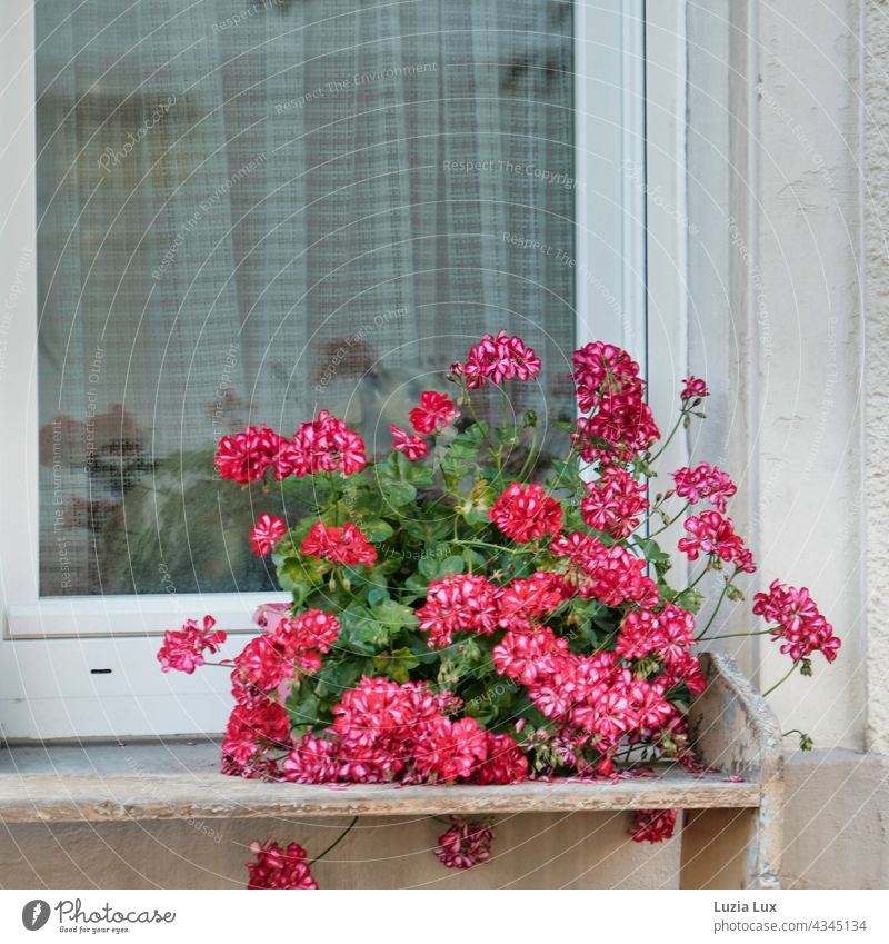 Geraniums in front of the window, pink and white. Behind the curtain you can guess a stuffed animal Window Curtain still life Living or residing Drape
