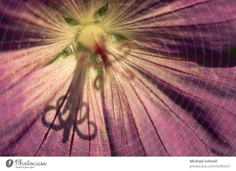 Shadow of the stamens of a flower on the petals Blossom Flower Pink pink flower inboard Interior shot shadow cast Round ruffled Macro (Extreme close-up)