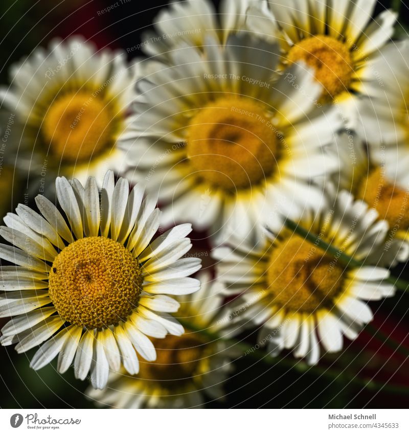 daisies Marguerite marguerites daisy meadow Side by side juxtaposed united Attachment Together at the same time Feeling of togetherness Related in common
