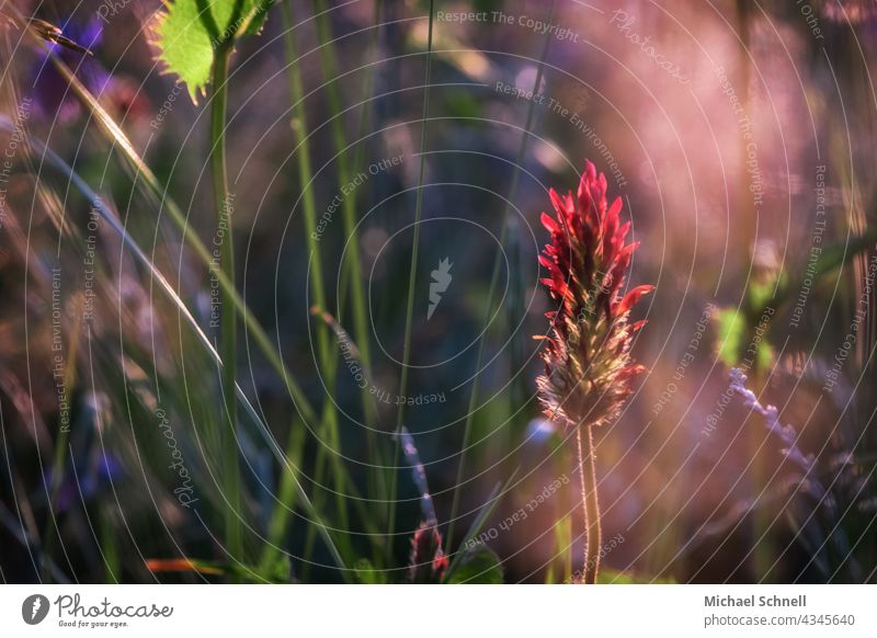 Red elongated flower in a flower meadow Flower meadow red flower Nature Summer Plant Muddled Wild disordered Blossoming Colour photo Sunlight sunshine
