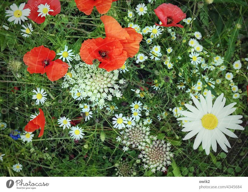 natural produce Meadow Flower Plant Poppy Meadow flower Blossoming Growth naturally Red Green White Multicoloured Nature Environment Joie de vivre (Vitality)