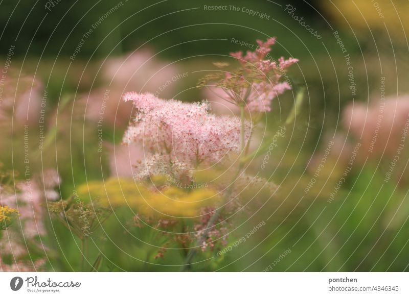 pink grasses. The beauty of nature Plant Pink Nature Smooth pretty Delicate Soft blurriness Summer blossom splendour