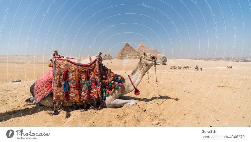 camel head against the background of the Cheops pyramid in Giza Egypt Africa Egyptian ancient animal architecture authentic building cairo close close up color
