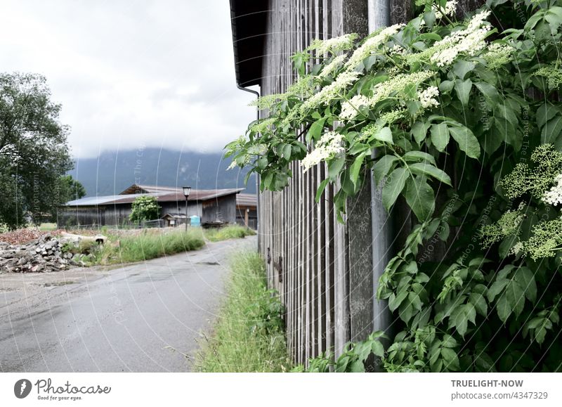 A building yard at a country road in Upper Bavaria with wooden shed, at it a downpipe which is half covered by a blossoming elder bush. Covered with deep clouds also the sky shows itself