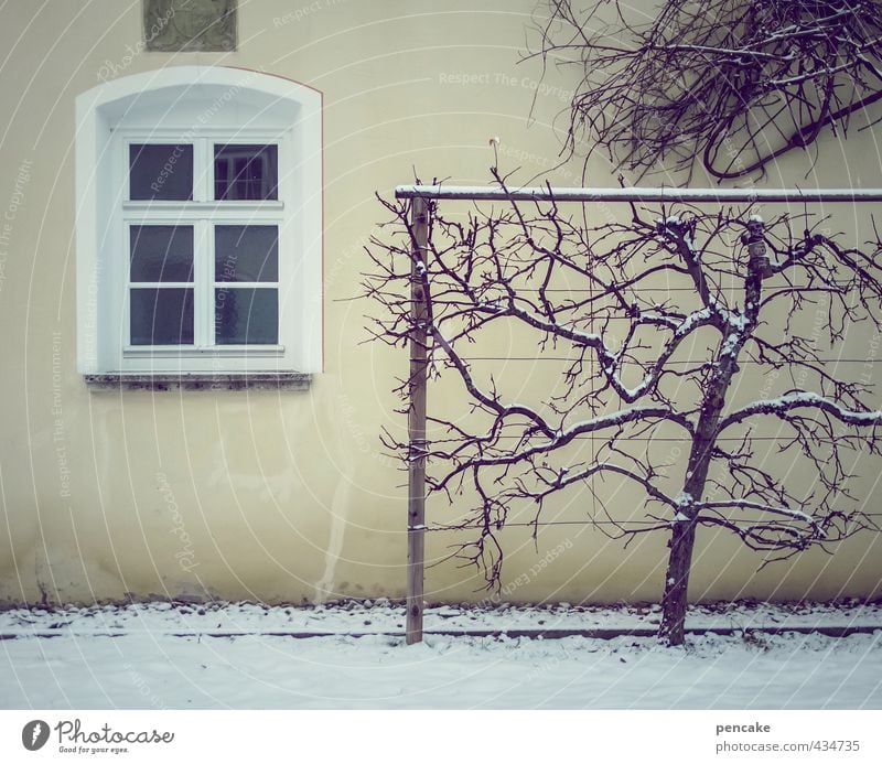 cold and windows Environment Nature Ice Frost Snow Tree Castle Park Wall (barrier) Wall (building) Facade Window Design Loneliness Cold Arrangement Cordon