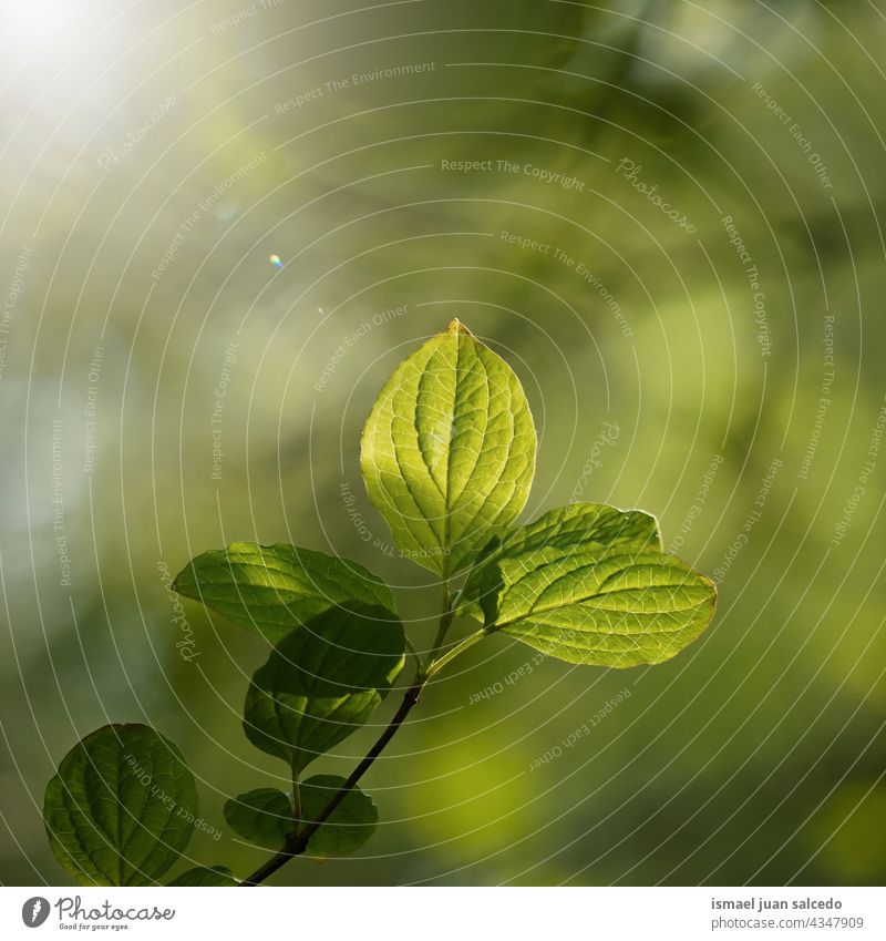 green tree leaves in springtime branches leaf nature natural foliage textured background beauty fragility freshness season summer summertime sunlight