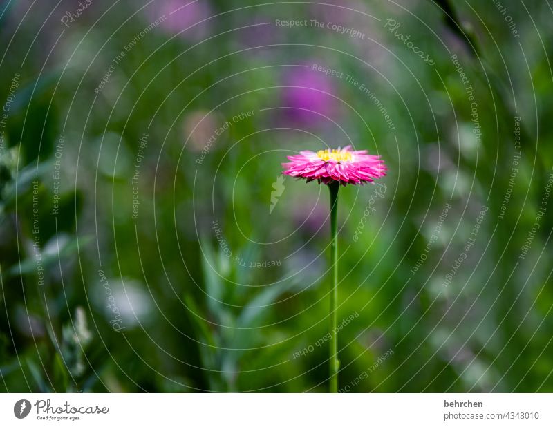 a THANK YOU flower flowers Flower meadow Summer Colour photo Exterior shot Green beautifully Sunlight Blossom leave Leaf blurriness pretty Meadow