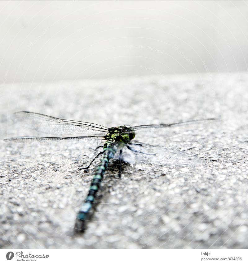 starting position Deserted Animal Wild animal Dragonfly 1 Stone Concrete Crouch Looking Cold Near Gloomy Emotions Beginning Horizon Perspective Ready to start