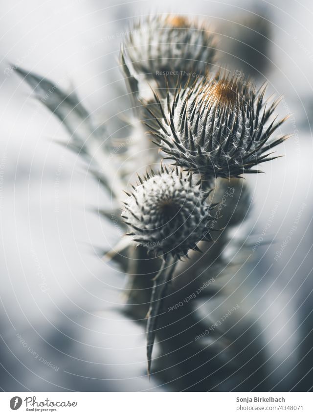 Thistle buds close up Thistle thistle Flower Close-up Nature Blossom Plant Colour photo Green Shallow depth of field Exterior shot naturally Spring Detail Day