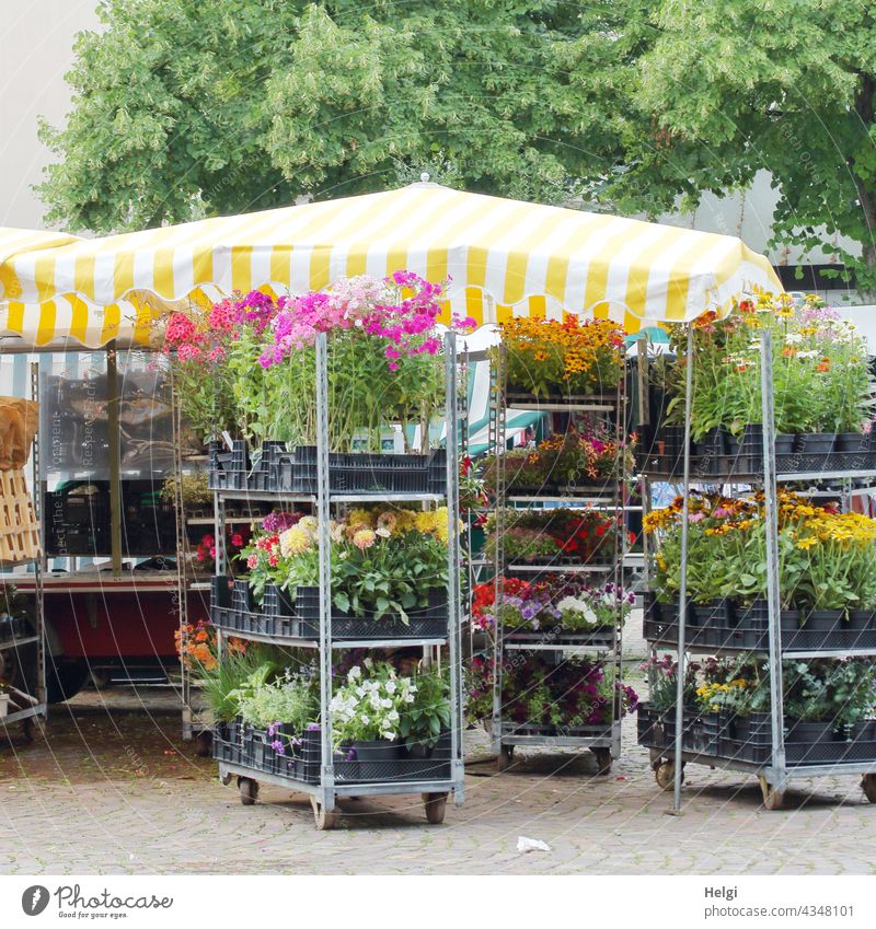Weekly market ends - trolleys with flower pots are ready for removal Farmer's market Market stall Flower stall Flower sale flowers Potted flowers Transport