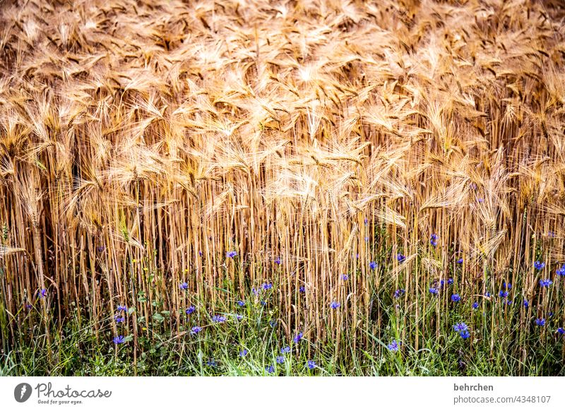 worth one's weight in gold Field Grain Summer Grain field Barley Rye Wheat Oats Agriculture Nature Ear of corn Cornfield Food Plant Idyll idyllically
