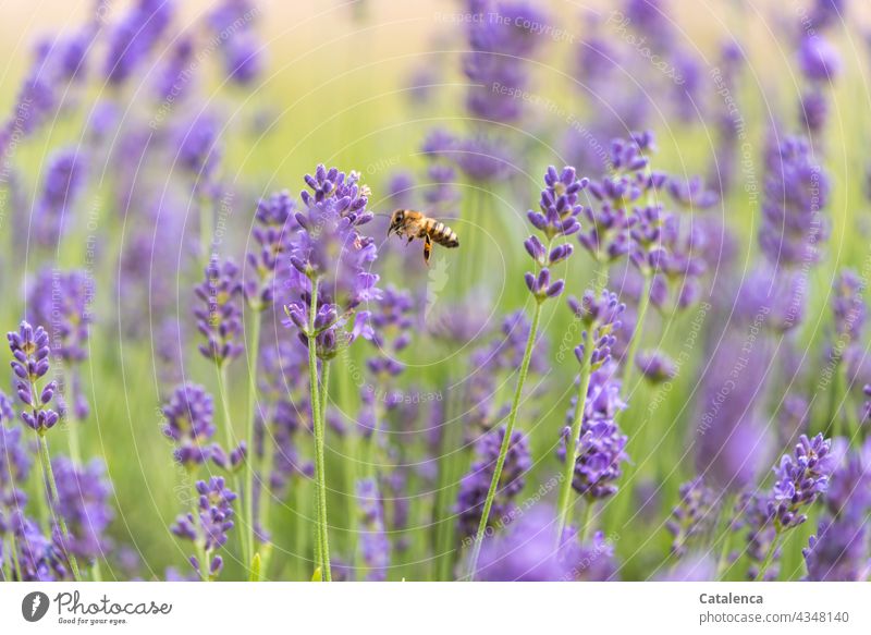 The bee in the lavender bed Nature fauna flora Plant Animal Insect Bee Honey bee Flying Pollen Beehive Diligent Exterior shot Work and employment Endurance Day