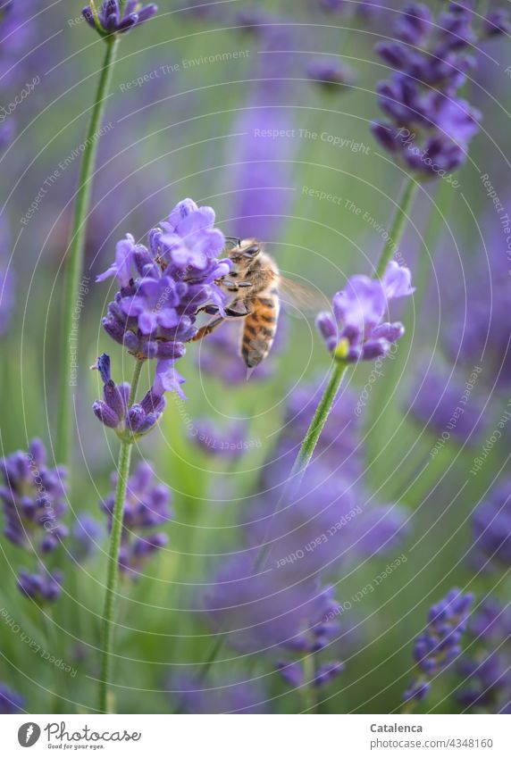Honey bee sitting on a lavender flower Violet purple Green Summer Garden daylight Diligent Work and employment Endurance Day Exterior shot Beehive Pollen Plant